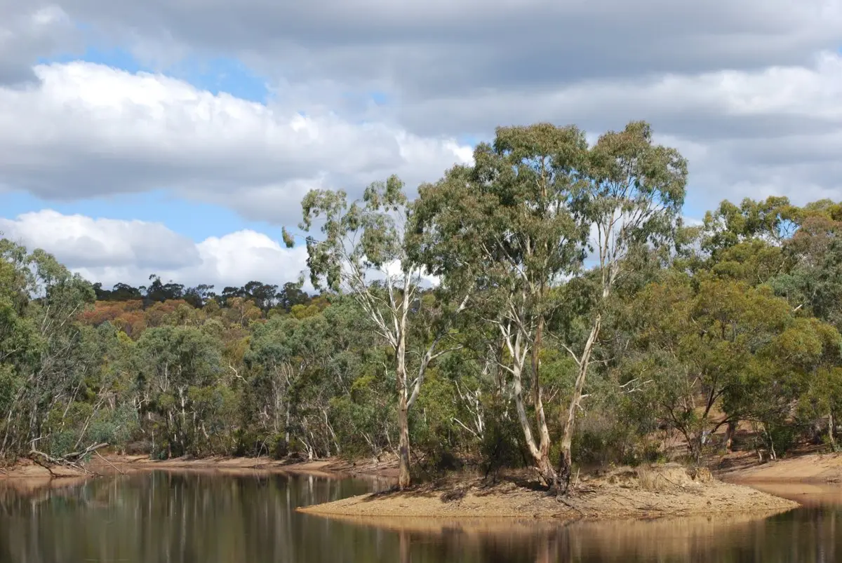 The lake and its small island at Para Wirra Conservation Park, ringed by gum trees
